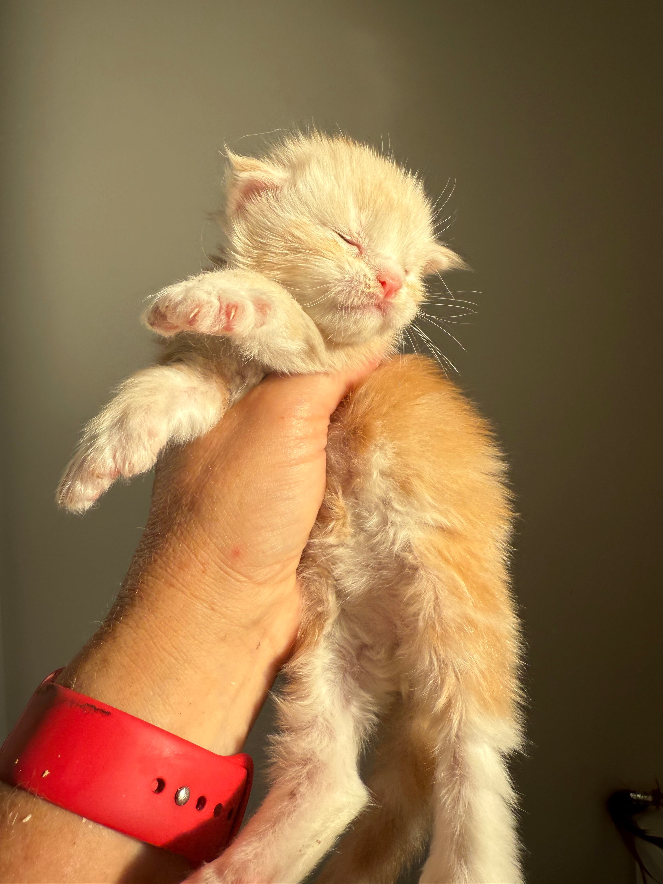 Red Silver Maine Coon Polydactyl male 2 - located in Ottawa area