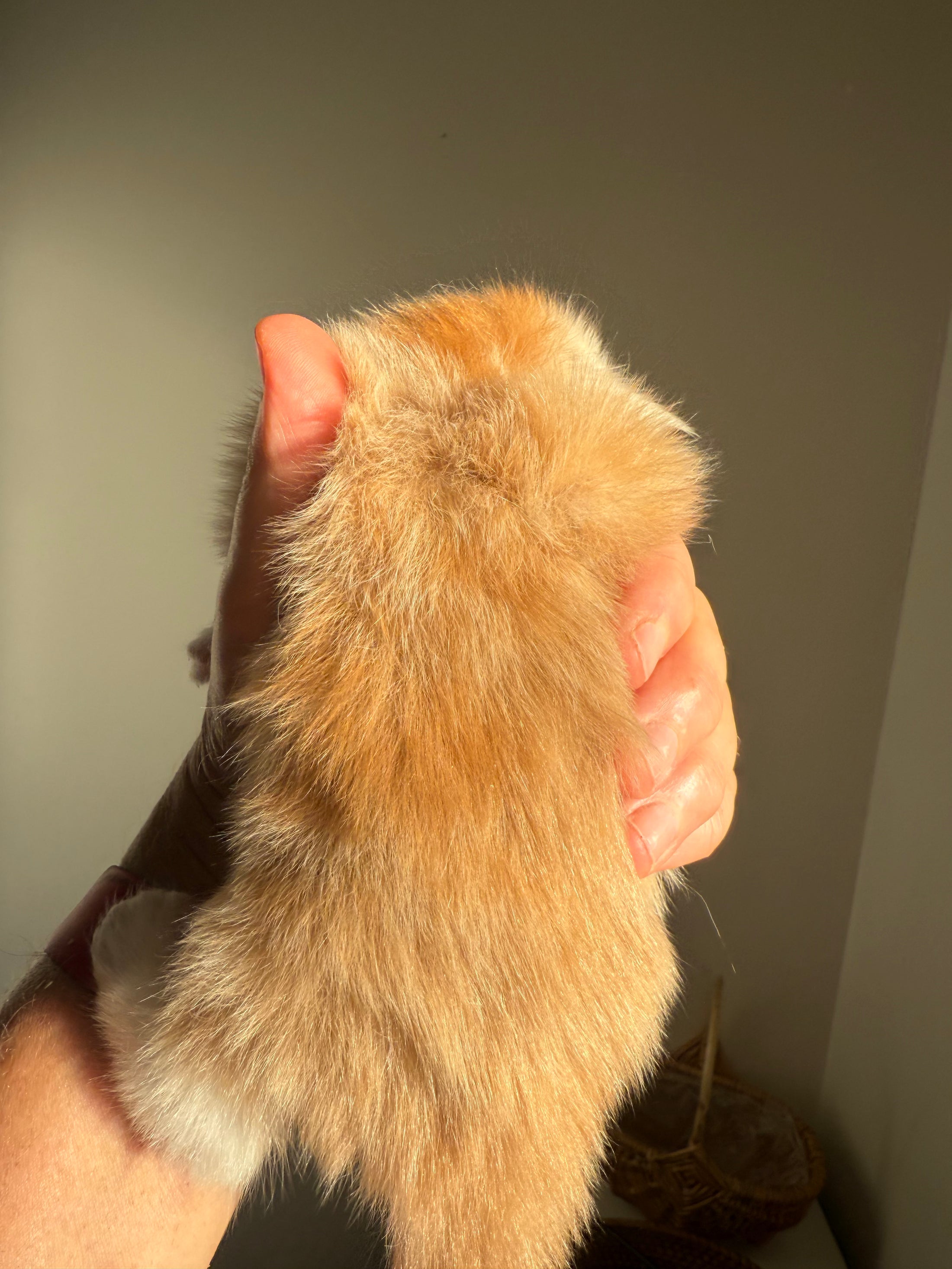 Red Silver Maine Coon Polydactyl male 2 - located in Ottawa area