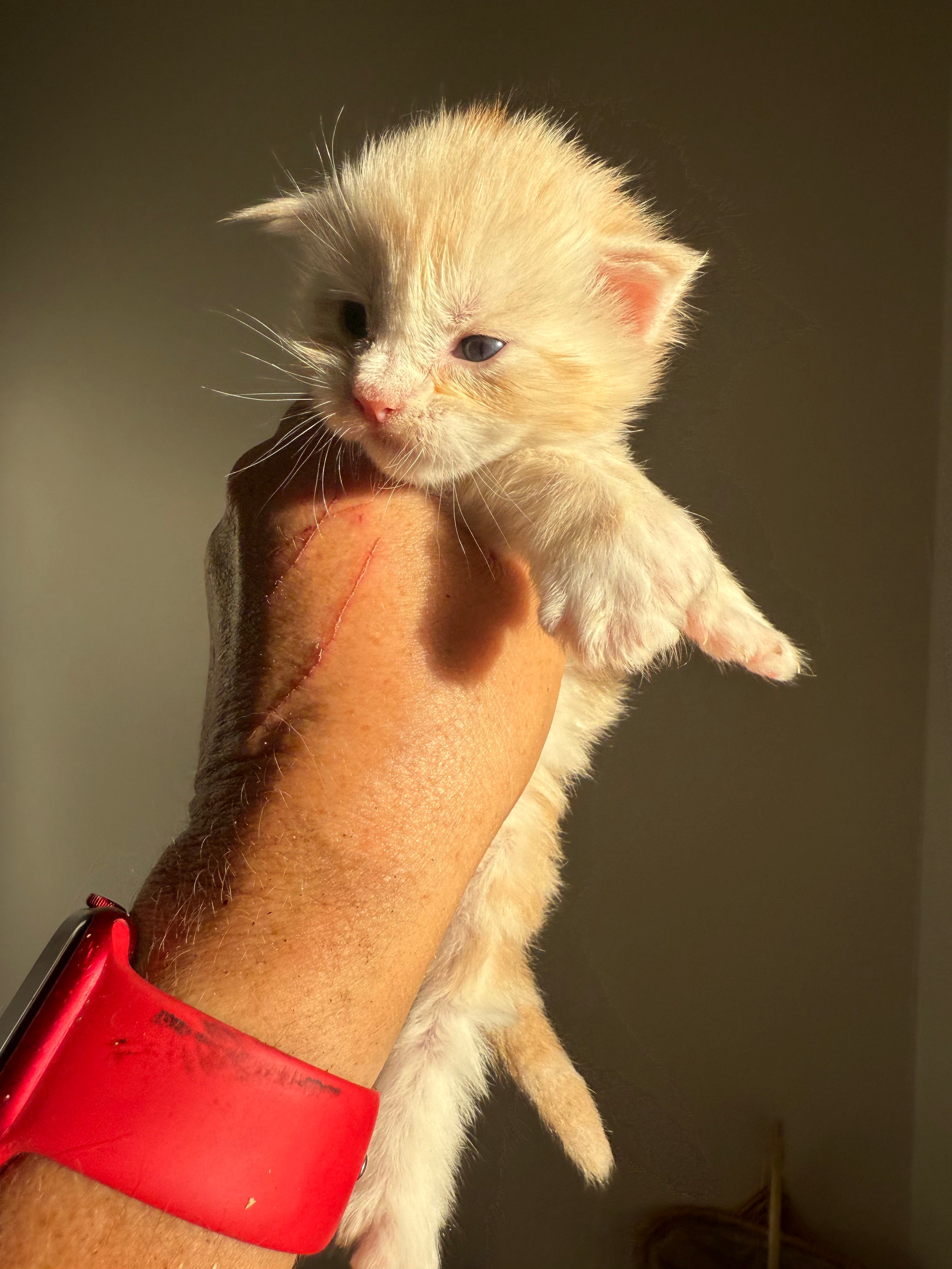 Red Silver Maine Coon Polydactyl male 2 - located in Ottawa area