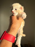Load image into Gallery viewer, Red Silver Maine Coon Polydactyl male 2 - located in Ottawa area