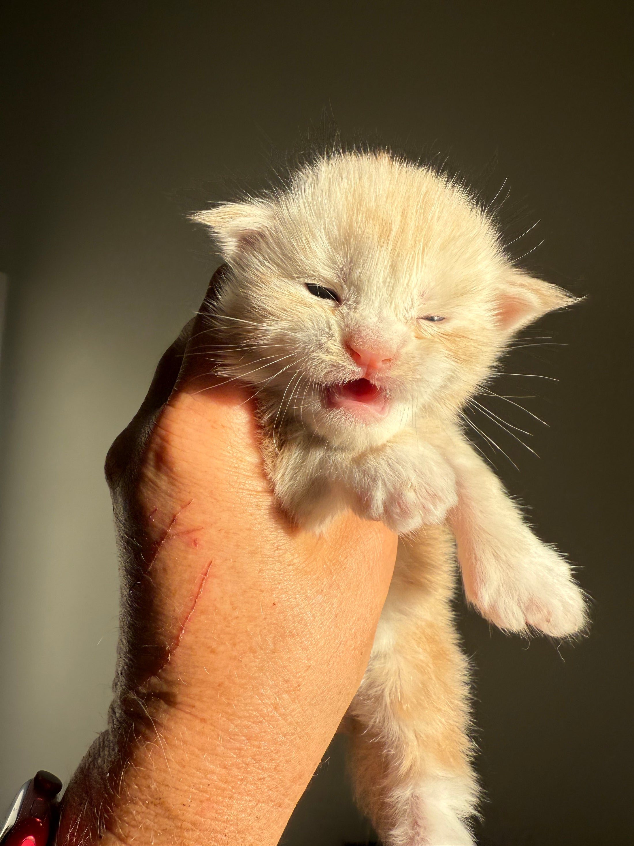 Red Silver Maine Coon Polydactyl male 2 - located in Ottawa area
