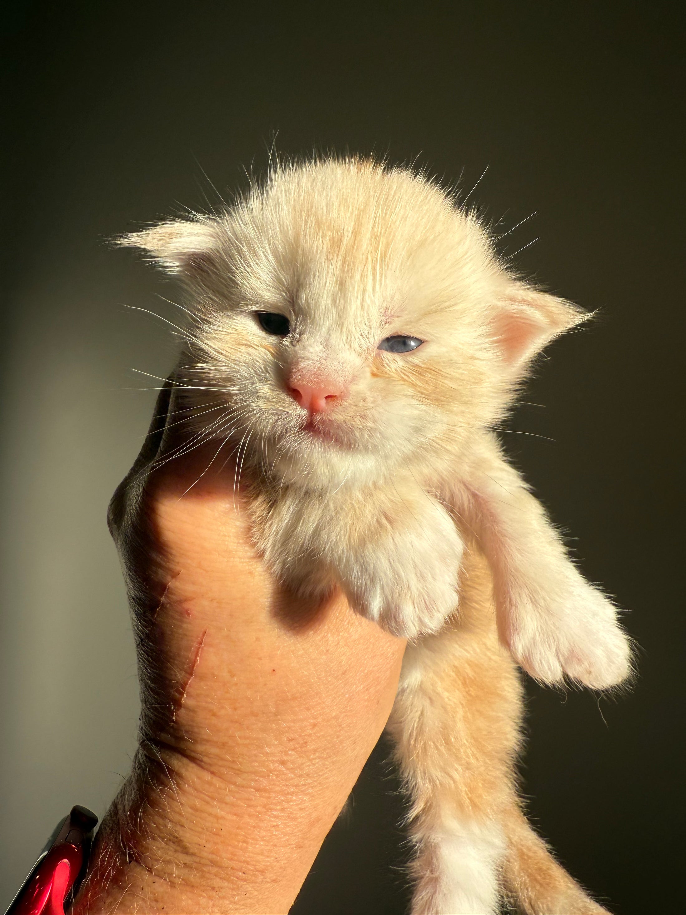 Red Silver Maine Coon Polydactyl male 2 - located in Ottawa area