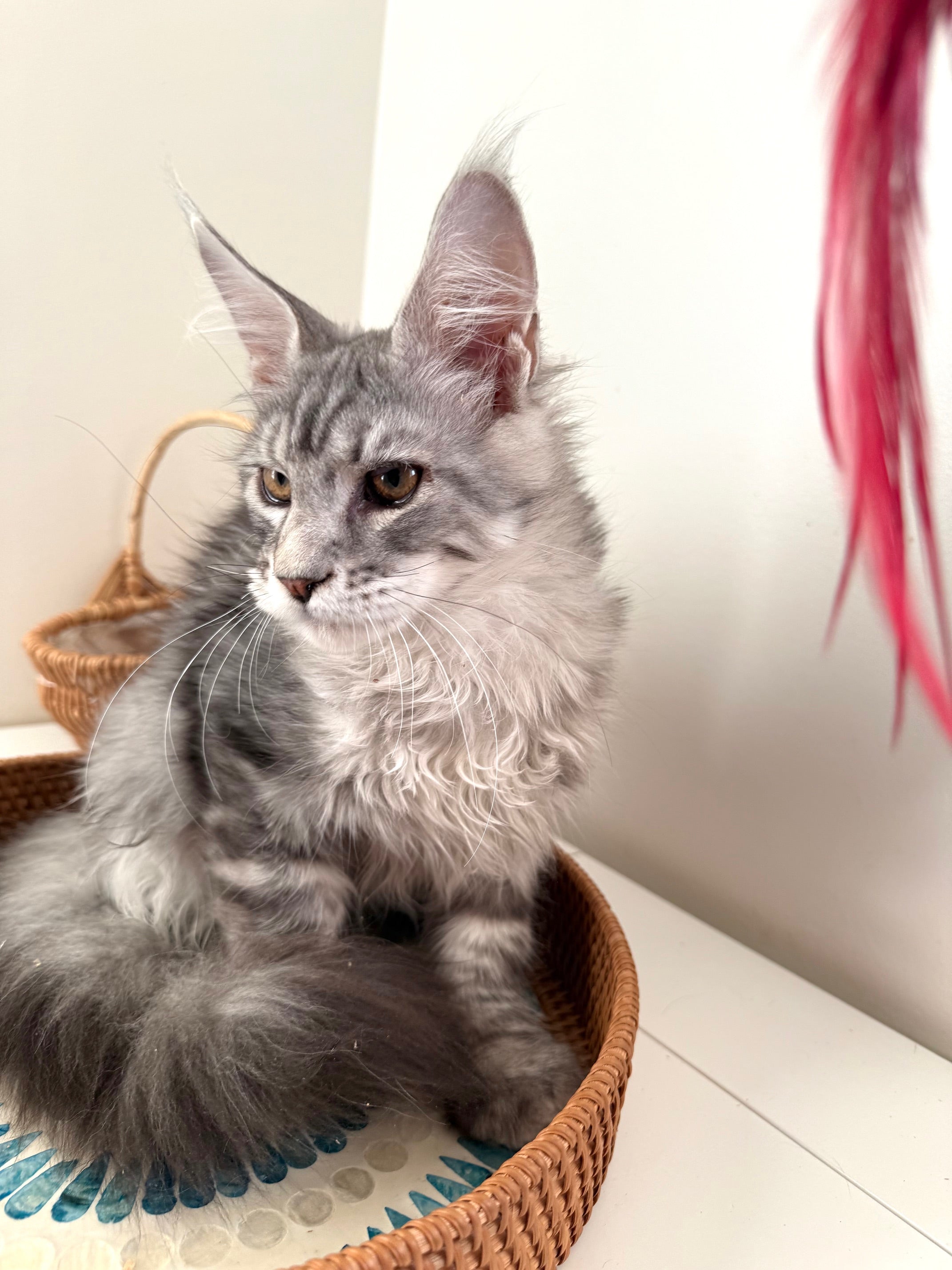 Black Silver Maine Coon male 2 / Located in Ottawa area