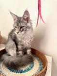 Load image into Gallery viewer, Black Silver Maine Coon male 2 / Located in Ottawa area