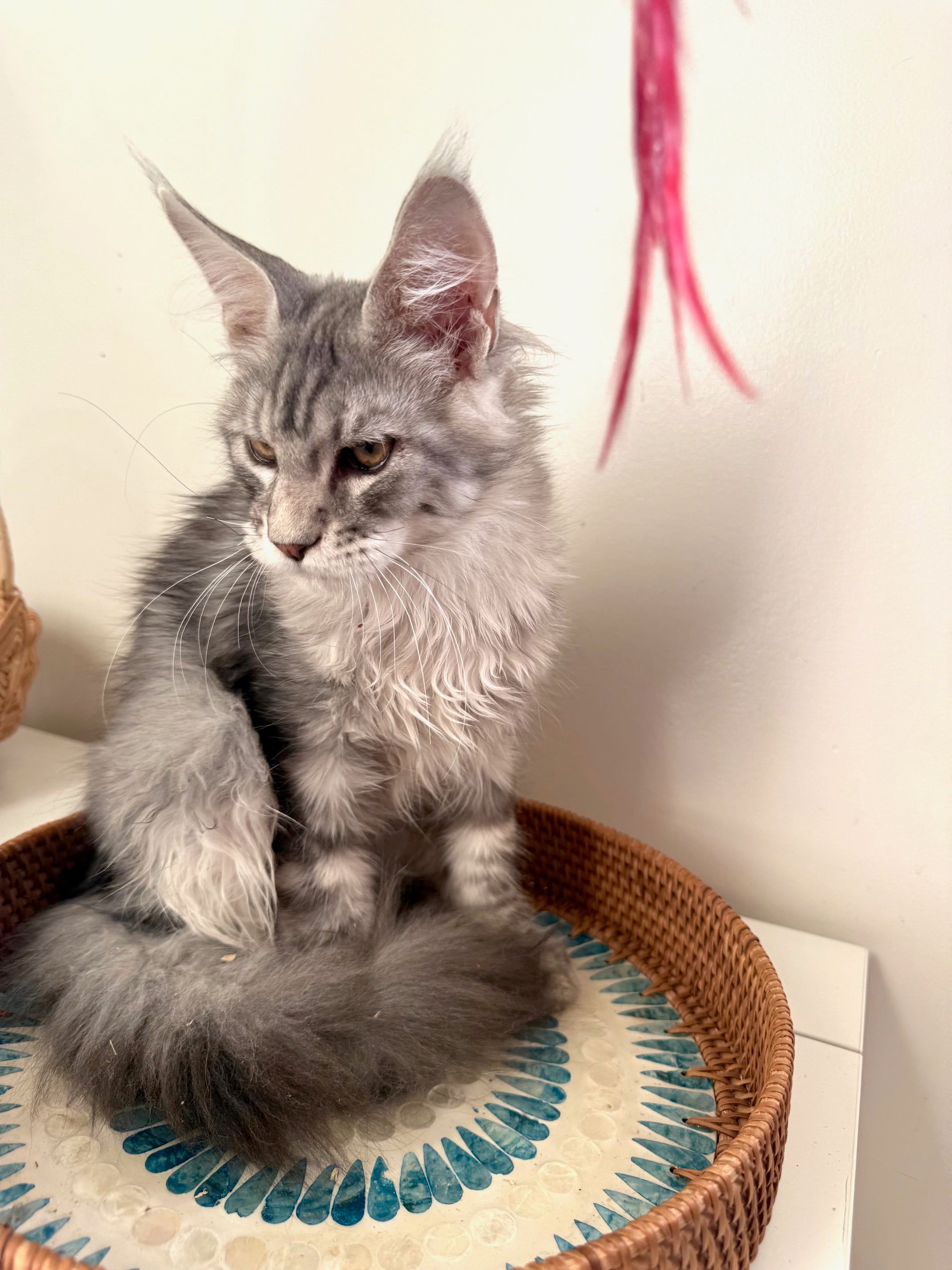 Black Silver Maine Coon male 2 / Located in Ottawa area