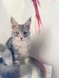 Load image into Gallery viewer, Black Silver Maine Coon male 2 / Located in Ottawa area