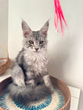 Load image into Gallery viewer, Black Silver Maine Coon male 2 / Located in Ottawa area