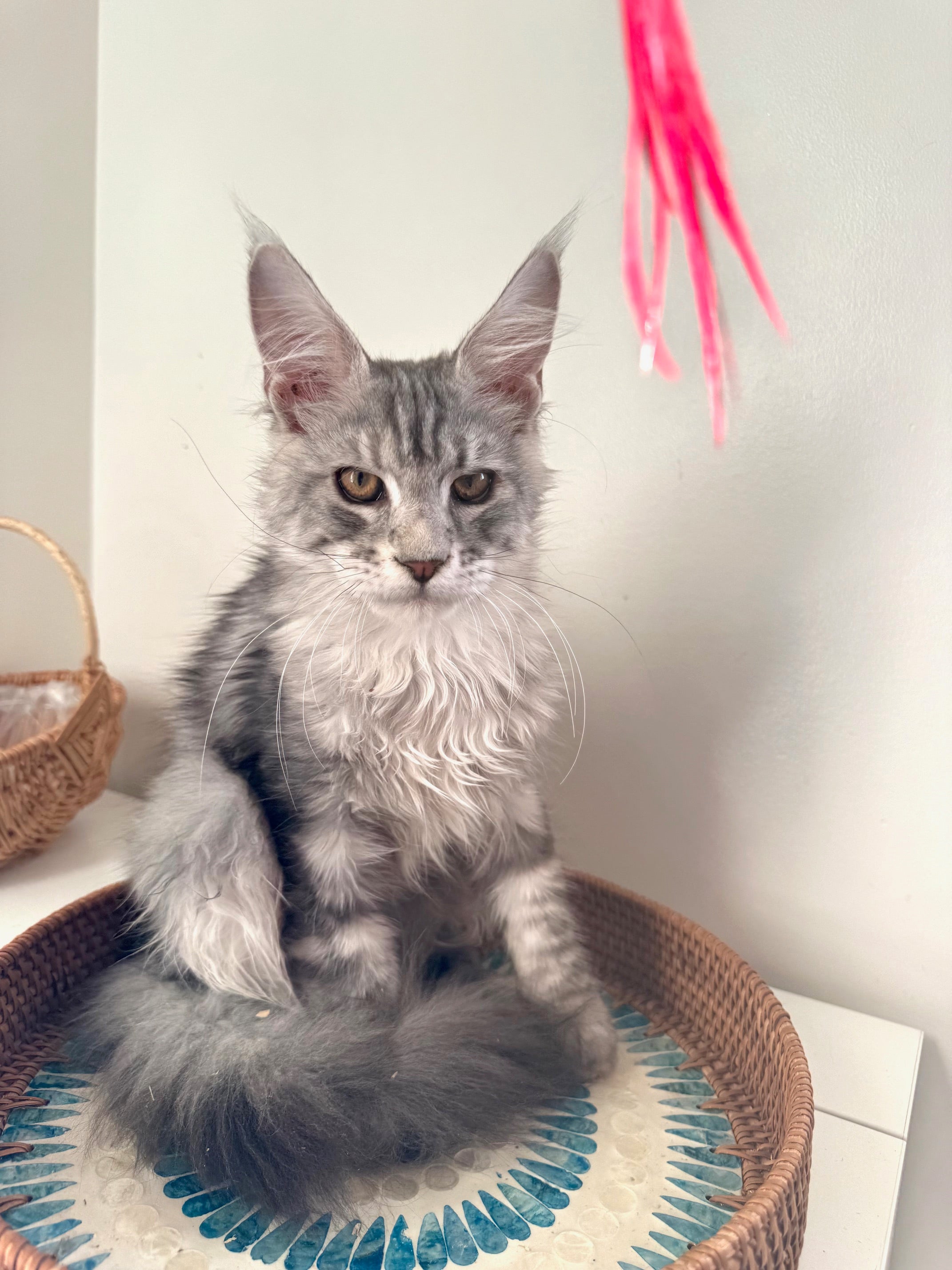 Black Silver Maine Coon male 2 / Located in Ottawa area