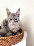 Load image into Gallery viewer, Black Silver Maine Coon male 2 / Located in Ottawa area