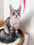 Load image into Gallery viewer, Black Silver Maine Coon male 2 / Located in Ottawa area