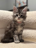 Load image into Gallery viewer, Black Silver Maine Coon female - located in Ottawa area - Barrhaven