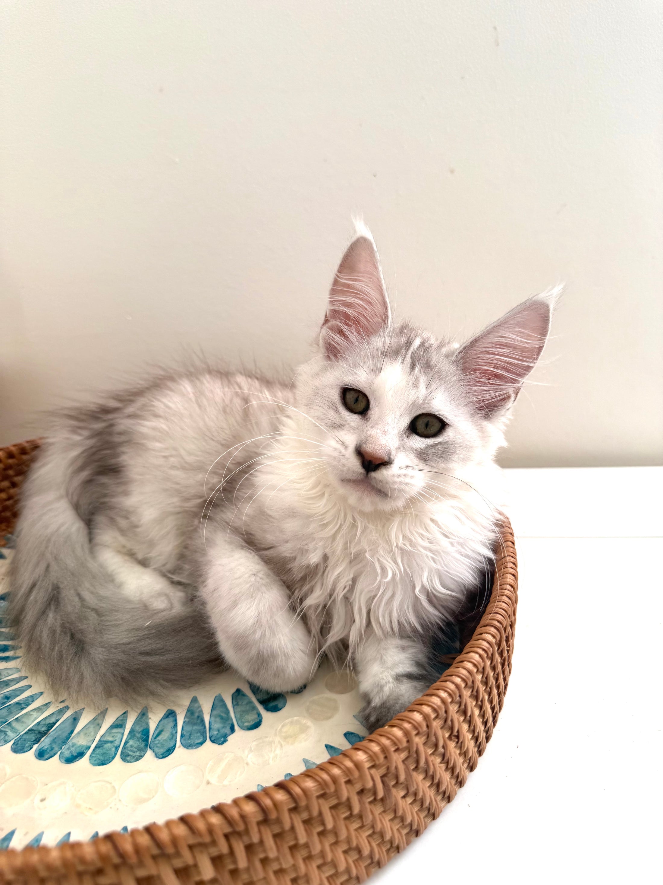 Silver Shaded Torbie Maine Coon female / Located in Ottawa area