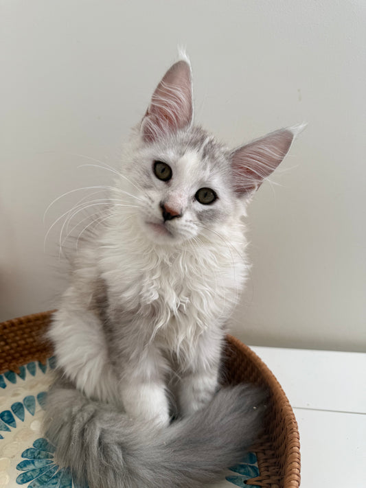 Silver Shaded Torbie Maine Coon female / Located in Ottawa area
