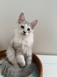 Load image into Gallery viewer, Silver Shaded Torbie Maine Coon female / Located in Ottawa area