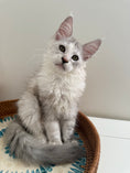 Load image into Gallery viewer, Silver Shaded Torbie Maine Coon female / Located in Ottawa area