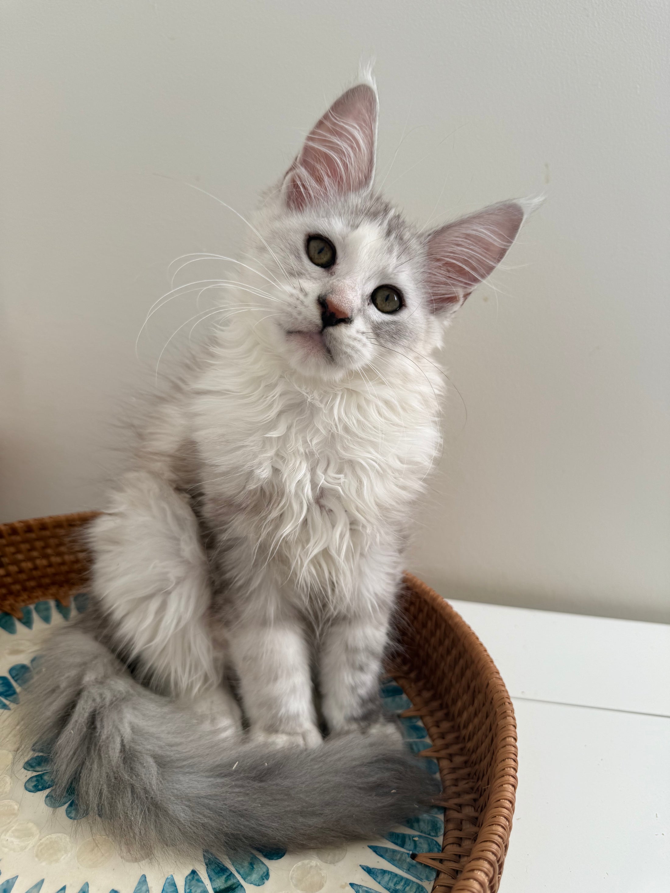 Silver Shaded Torbie Maine Coon female / Located in Ottawa area