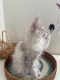 Load image into Gallery viewer, Silver Shaded Torbie Maine Coon female / Located in Ottawa area