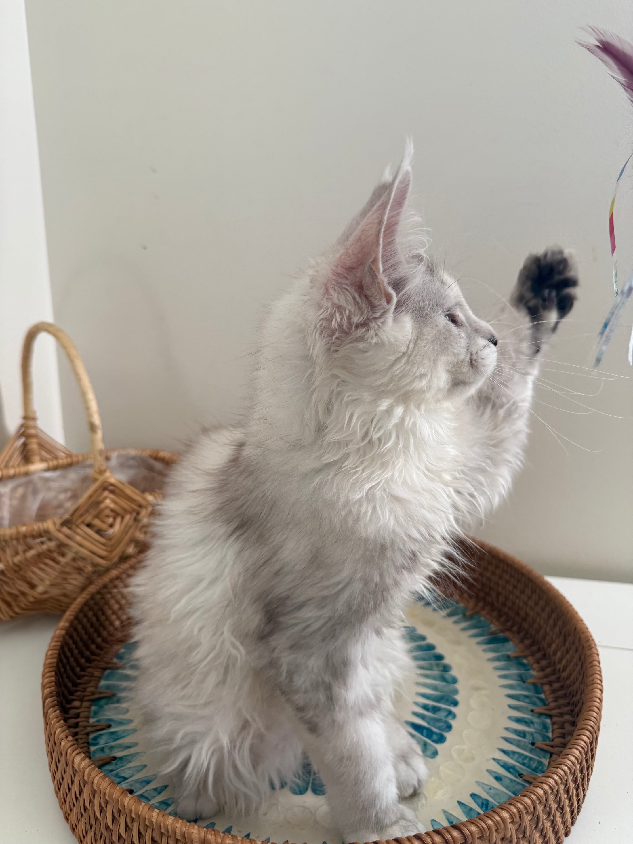 Silver Shaded Torbie Maine Coon female / Located in Ottawa area
