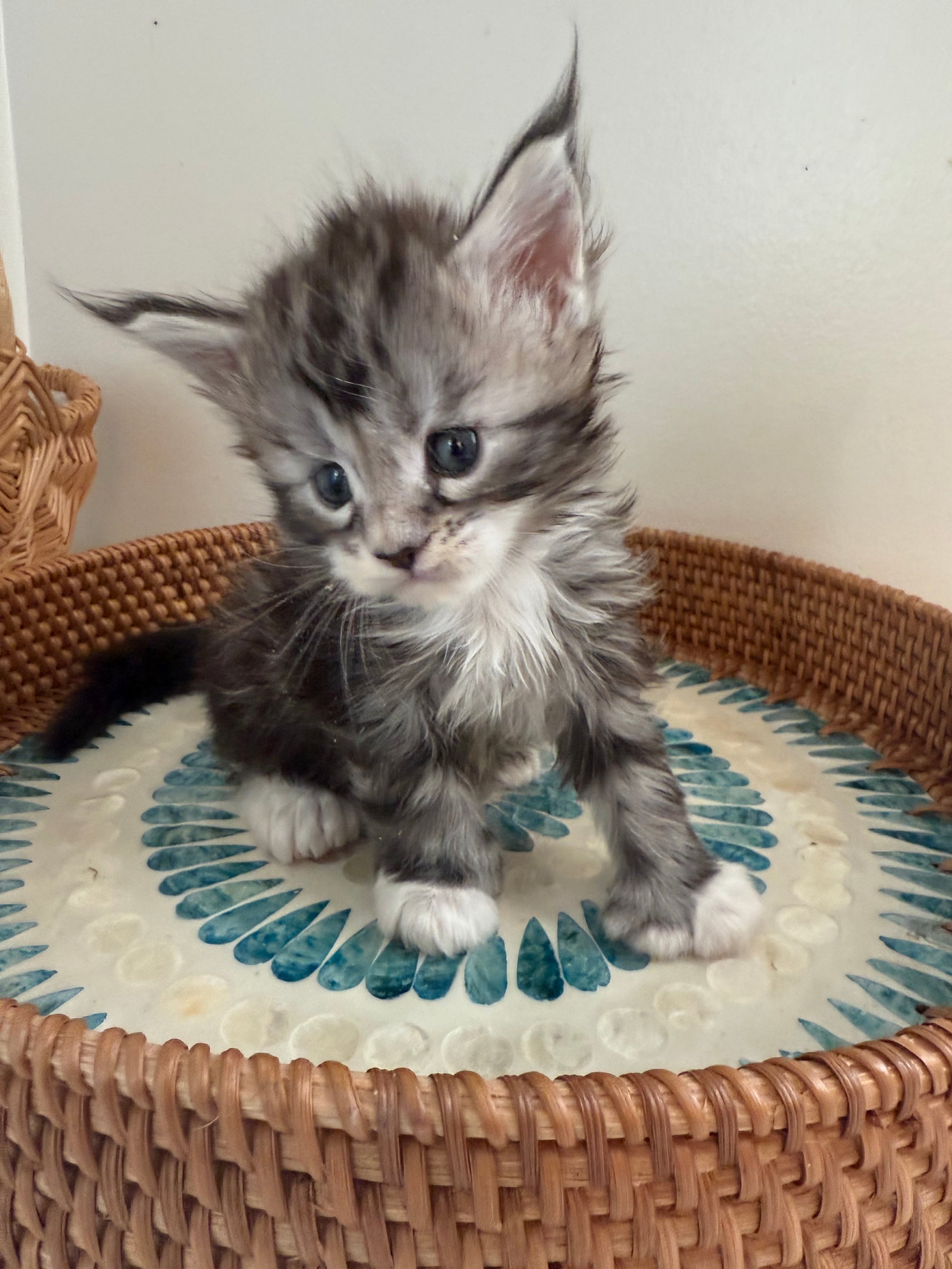 Black Silver Maine Coon Polydactyl male - located in Ottawa area