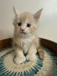 Load image into Gallery viewer, Red Silver Maine Coon Polydactyl male 2 - located in Ottawa area