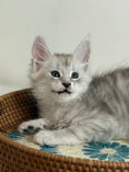 Load image into Gallery viewer, Pale Silver Maine Coon male/ Located in Ottawa area
