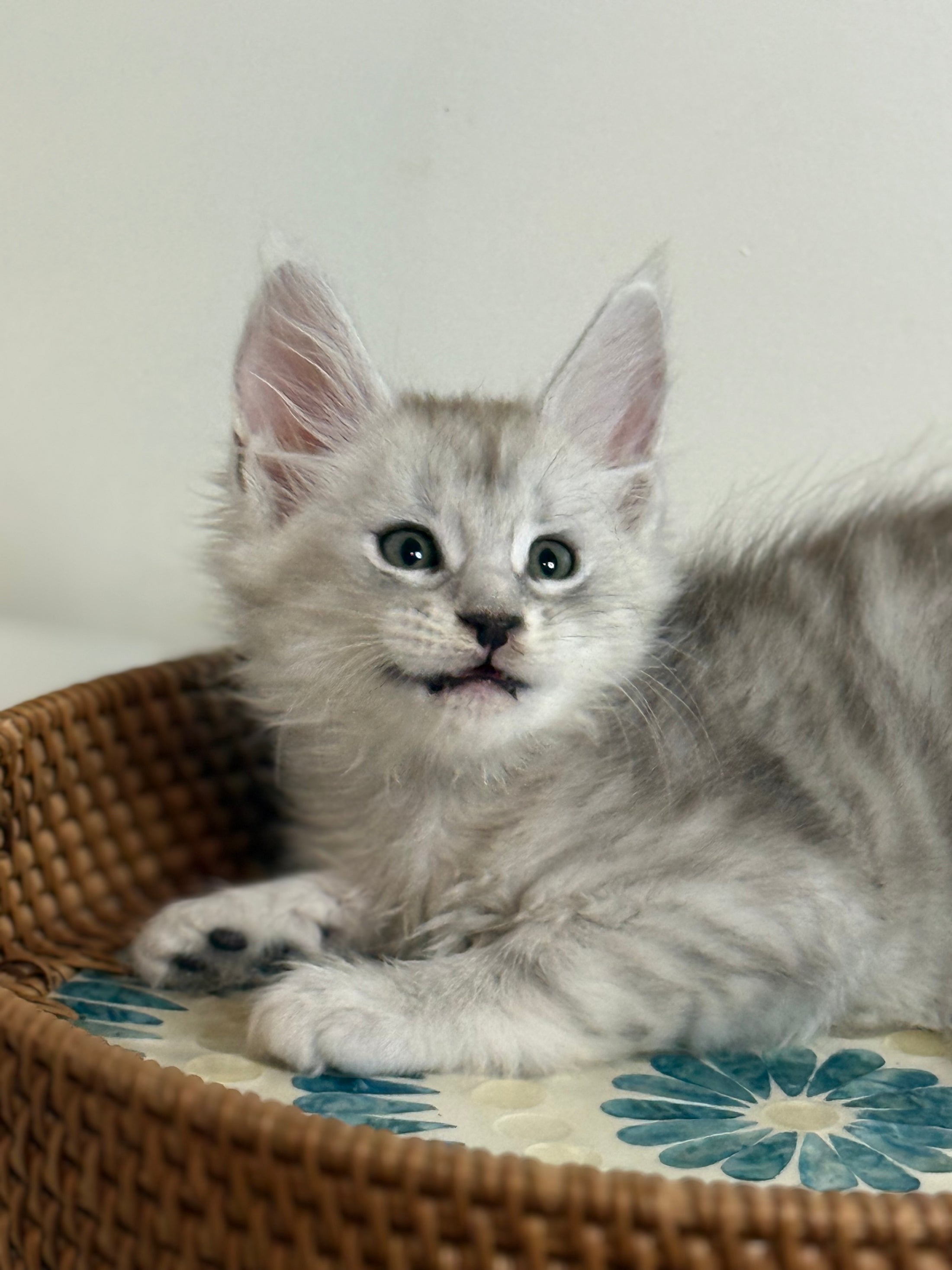 Pale Silver Maine Coon male/ Located in Ottawa area