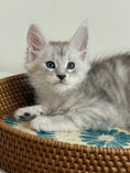 Load image into Gallery viewer, Pale Silver Maine Coon male/ Located in Ottawa area