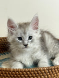 Load image into Gallery viewer, Pale Silver Maine Coon male/ Located in Ottawa area