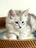 Load image into Gallery viewer, Pale Silver Maine Coon male/ Located in Ottawa area