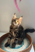 Load image into Gallery viewer, Black Marble Maine Coon male / Located in Ottawa area