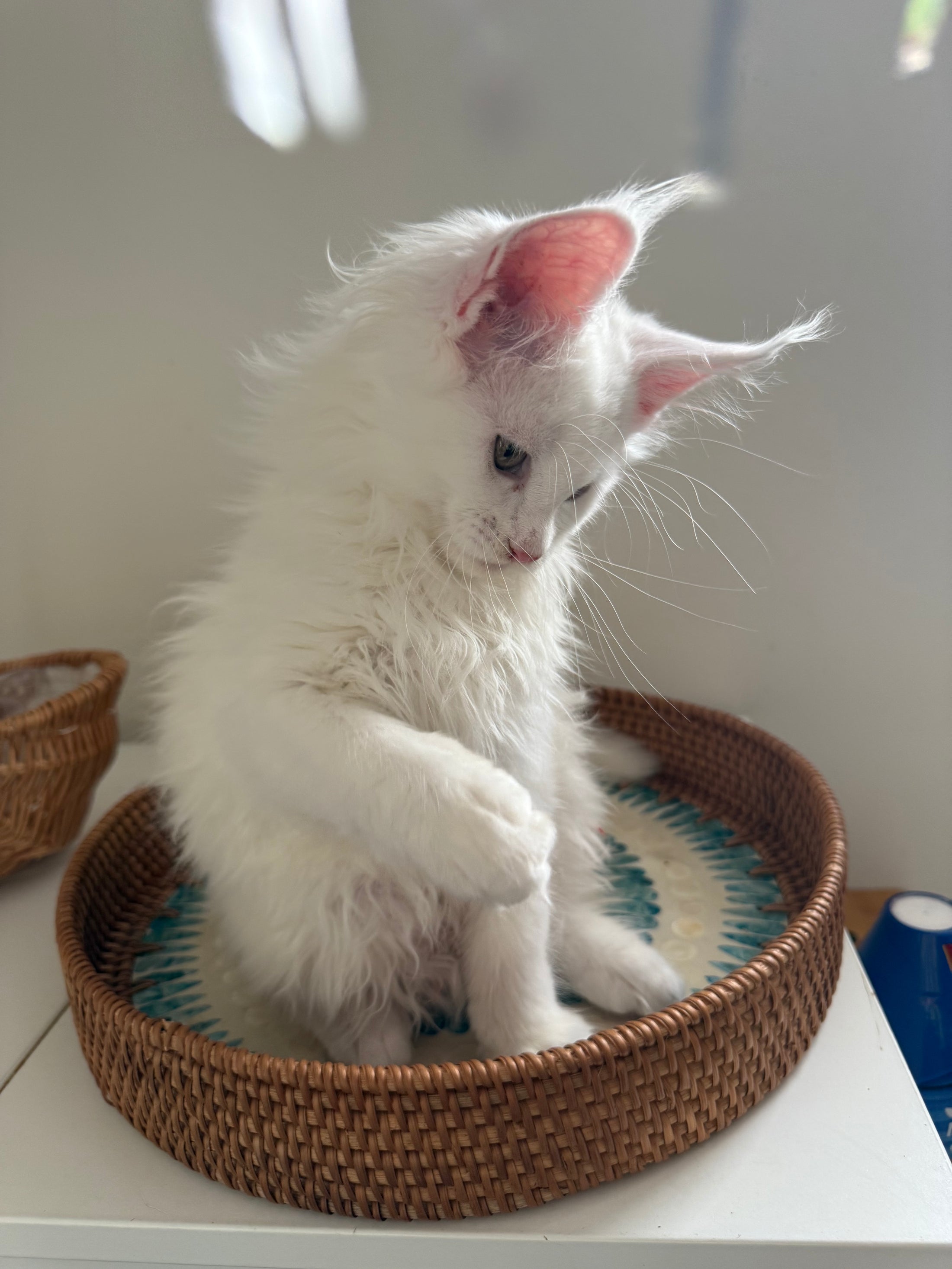 White Maine Coon female / Located in Ottawa area