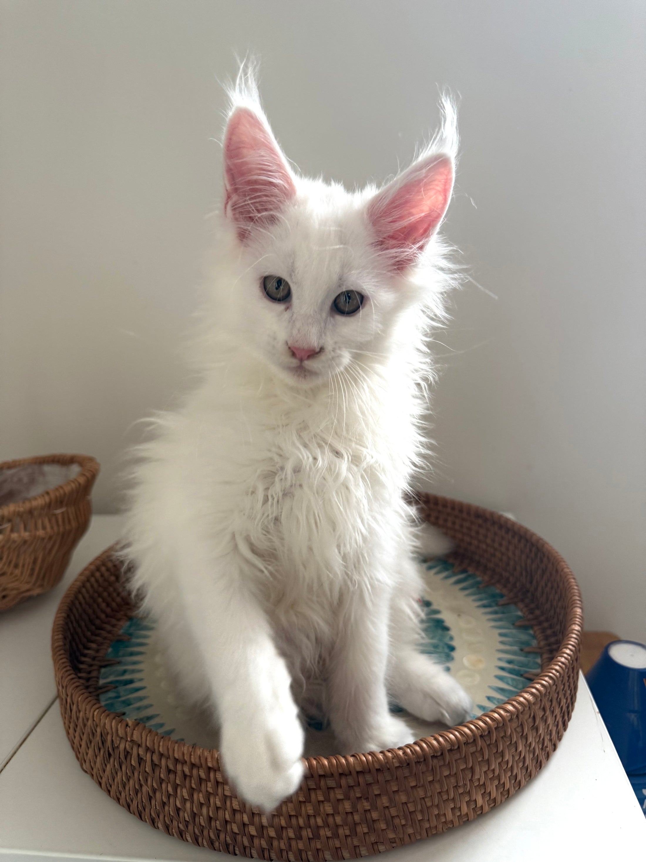 White Maine Coon female / Located in Ottawa area