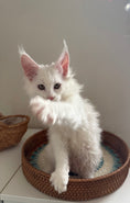 Load image into Gallery viewer, White Maine Coon female / Located in Ottawa area
