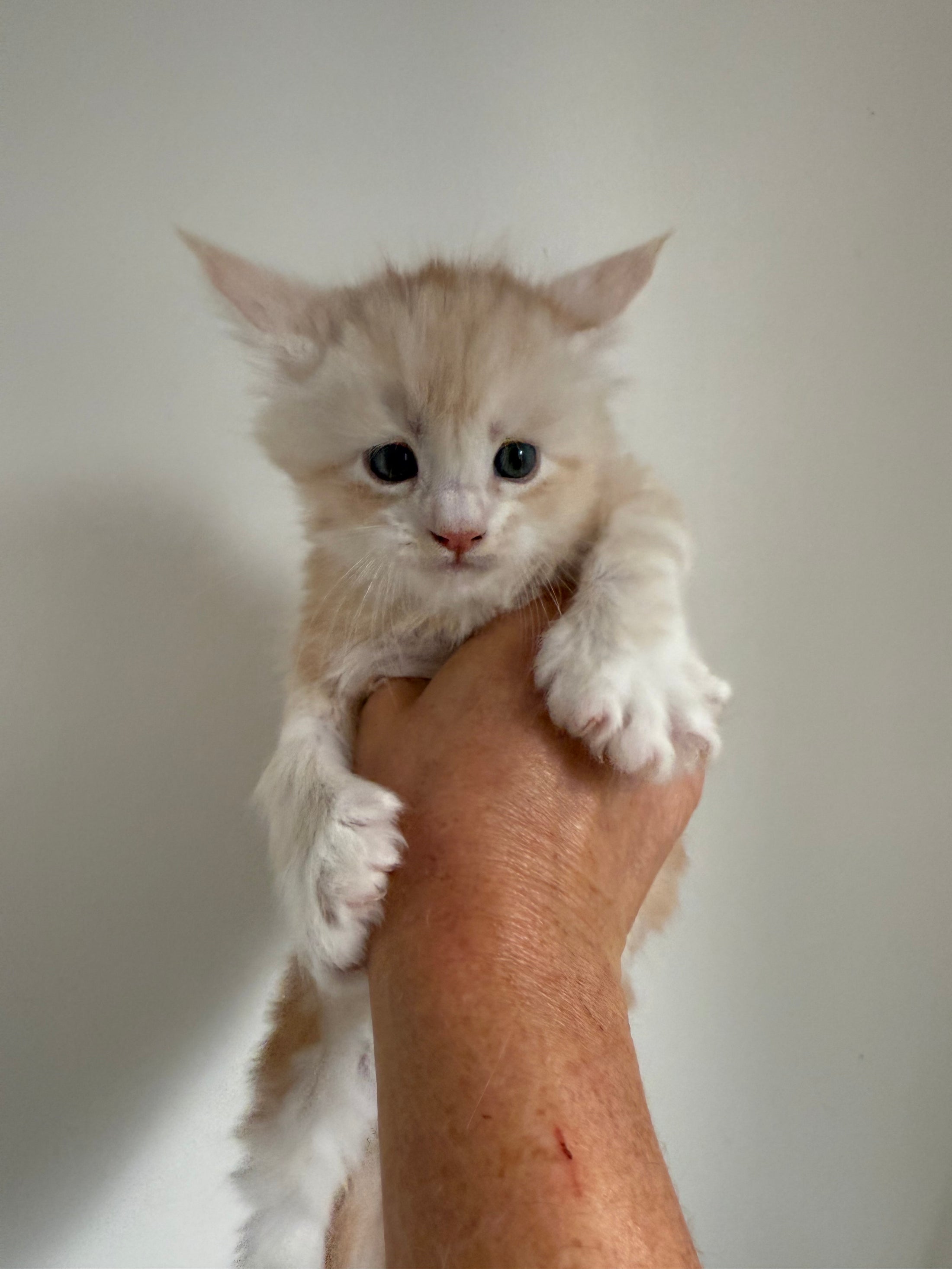 Red Silver Maine Coon Polydactyl male 2 - located in Ottawa area