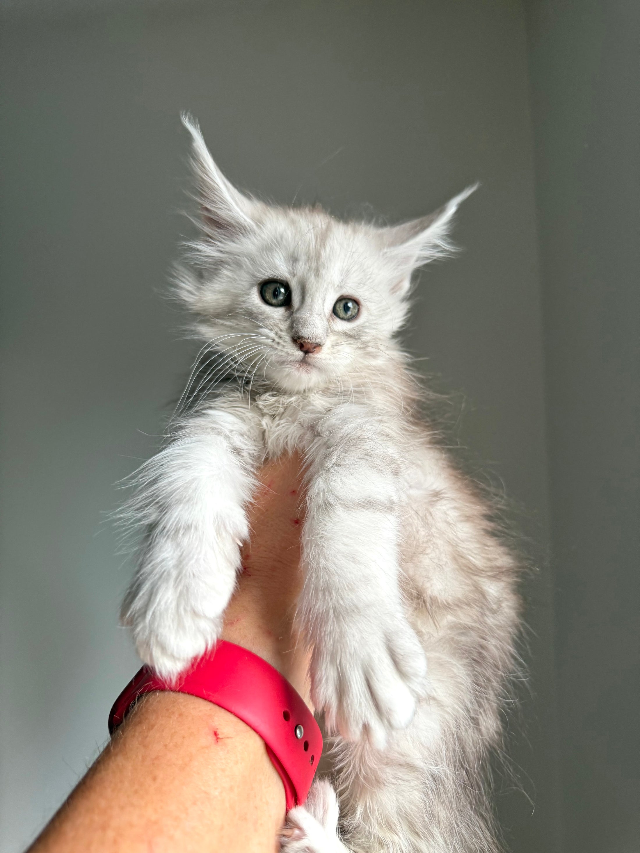 Pale Silver Maine Coon female/ Located in Ottawa area
