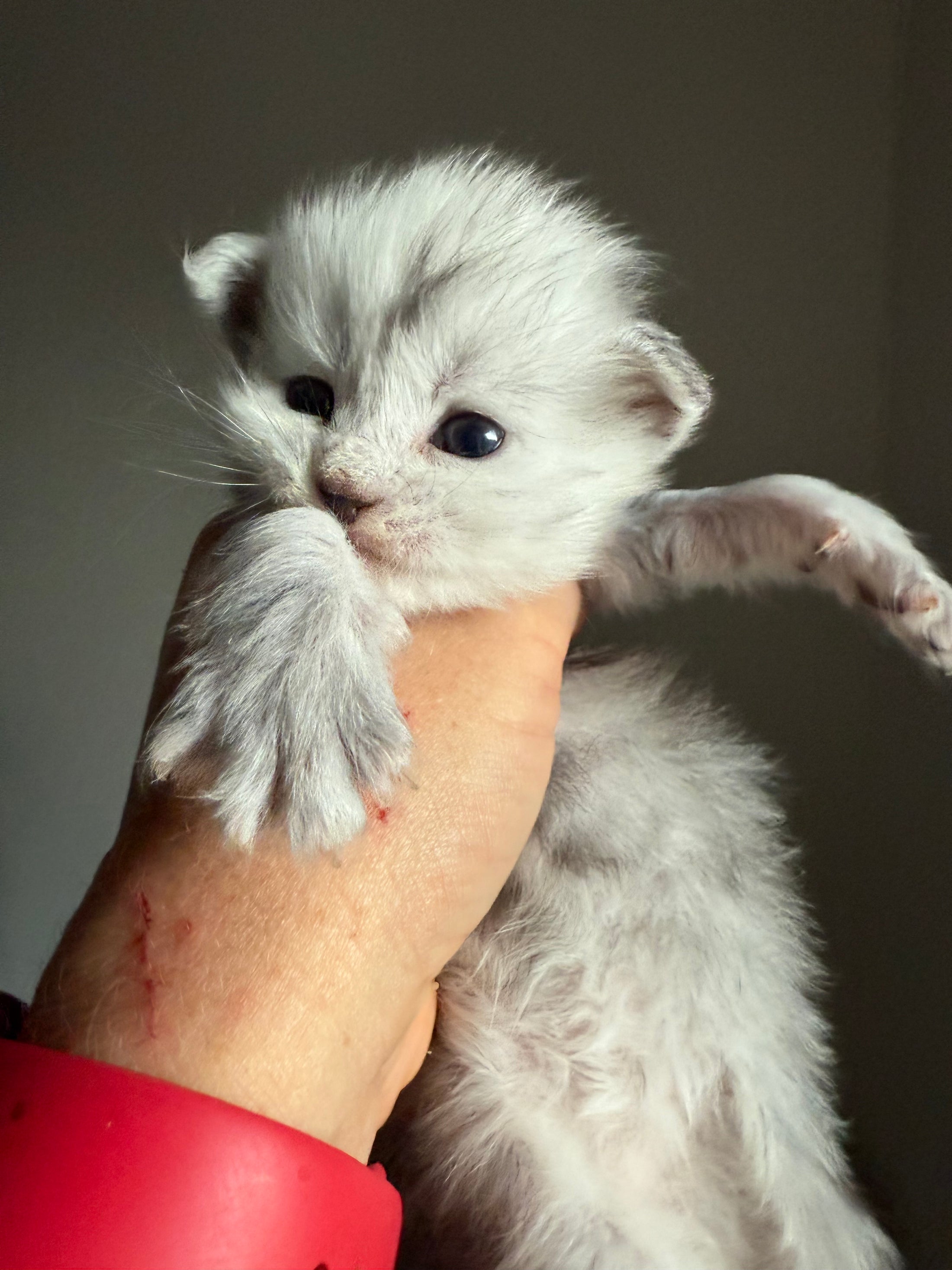 Black Silver Shaded Maine Coon male / Located in Ottawa area