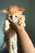 Load image into Gallery viewer, Red Maine Coon male / Located in Ottawa area