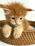 Load image into Gallery viewer, Red Maine Coon male / Located in Ottawa area
