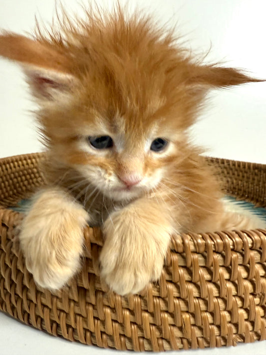 Red Maine Coon male / Located in Ottawa area