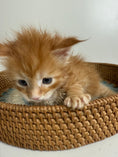 Load image into Gallery viewer, Red Maine Coon male / Located in Ottawa area