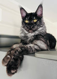 Load image into Gallery viewer, Black Smoke Maine Coon Male / Located in Ottawa area - Barrhaven