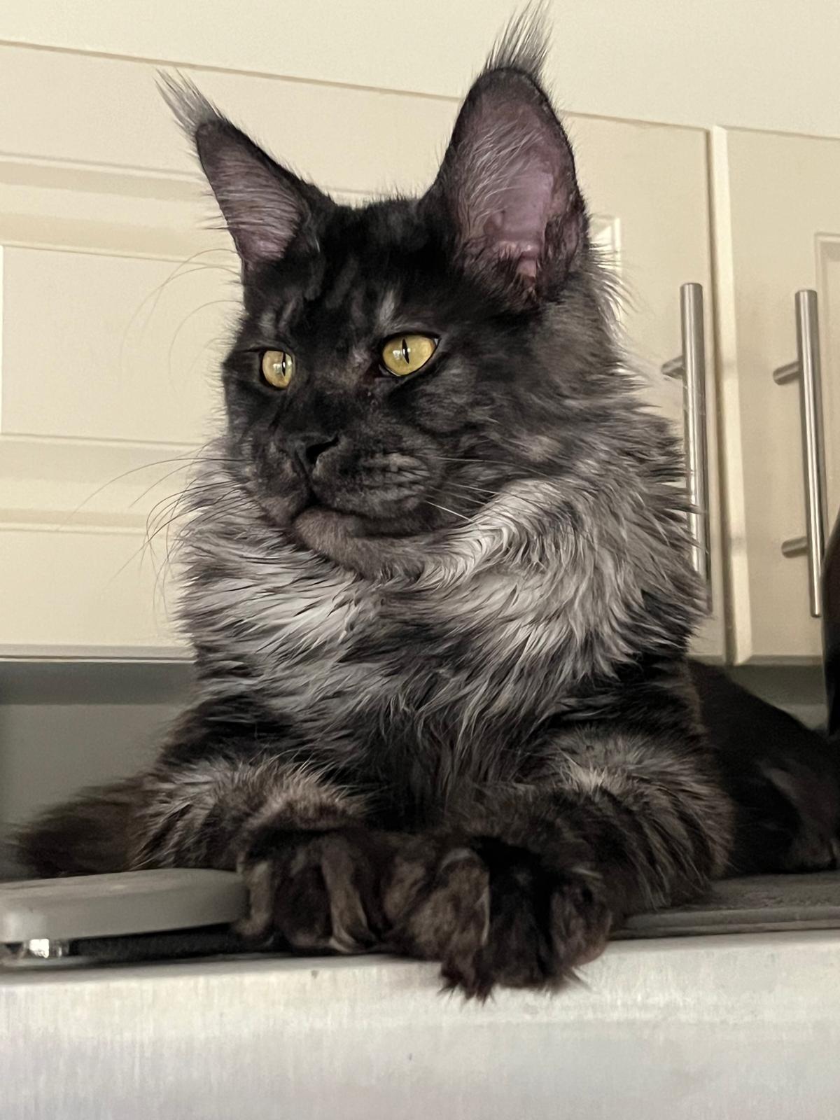 Black Smoke Maine Coon Male / Located in Ottawa area - Barrhaven