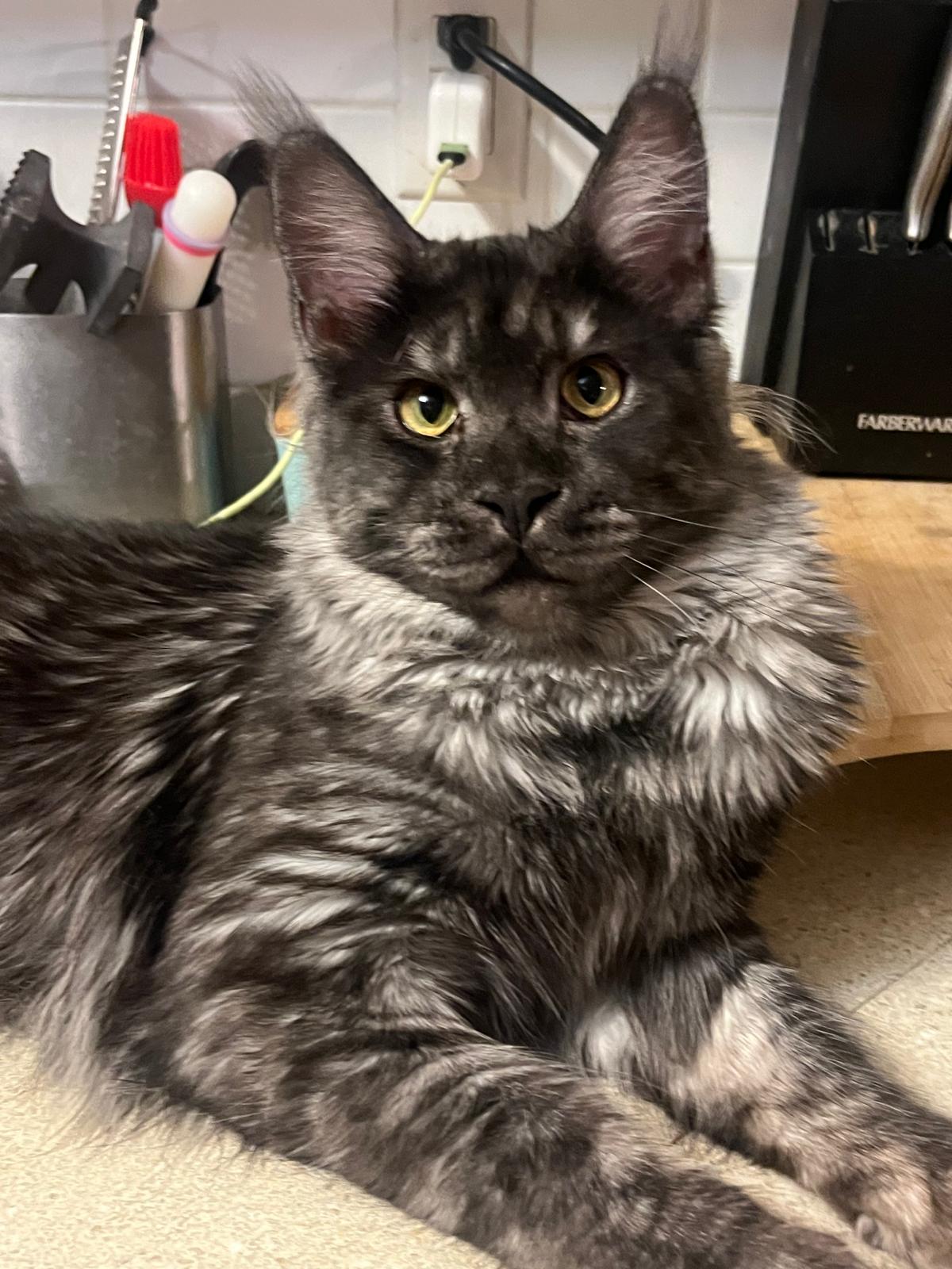 Black Smoke Maine Coon Male / Located in Ottawa area - Barrhaven