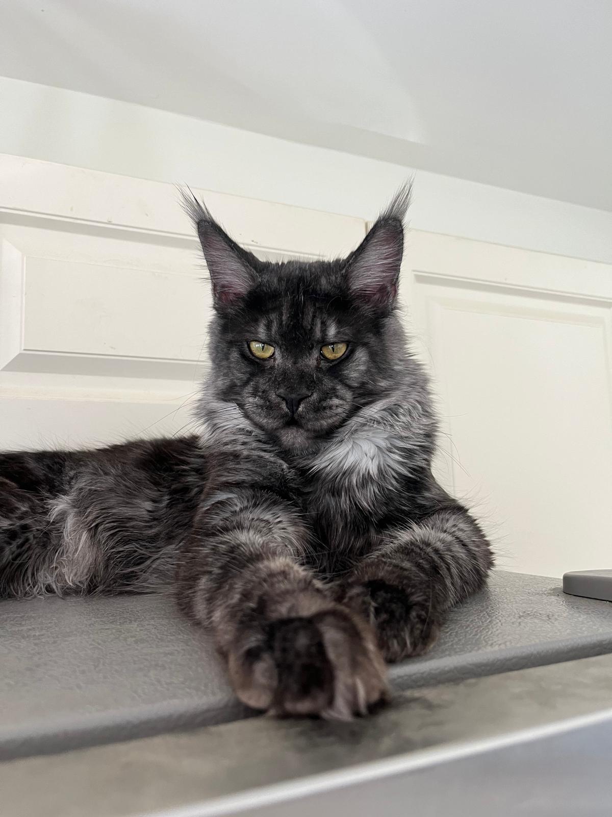 Black Smoke Maine Coon Male / Located in Ottawa area - Barrhaven