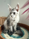 Load image into Gallery viewer, Pale Silver Maine Coon Polydactyl female / Located in Ottawa area