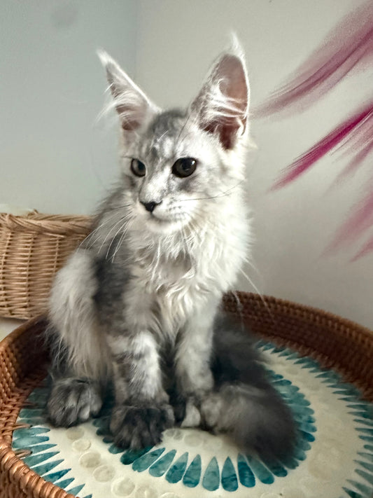 Pale Silver Maine Coon Polydactyl female / Located in Ottawa area