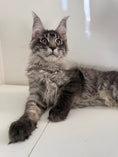 Load image into Gallery viewer, Black Silver Maine Coon male 3 / Located in Ottawa area