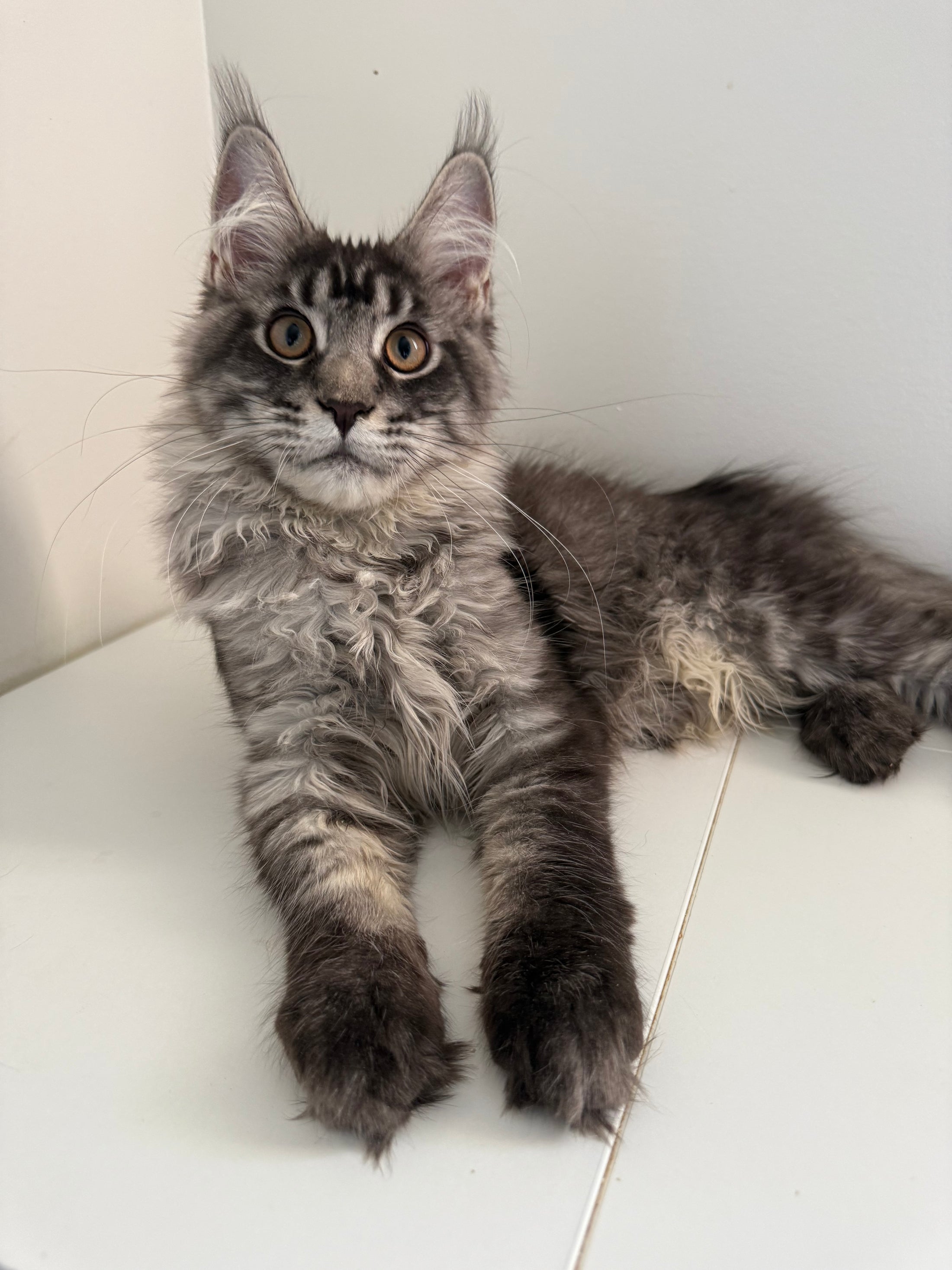 Black Silver Maine Coon male 3 / Located in Ottawa area