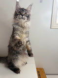 Load image into Gallery viewer, Black Silver Maine Coon female - located in Ottawa area