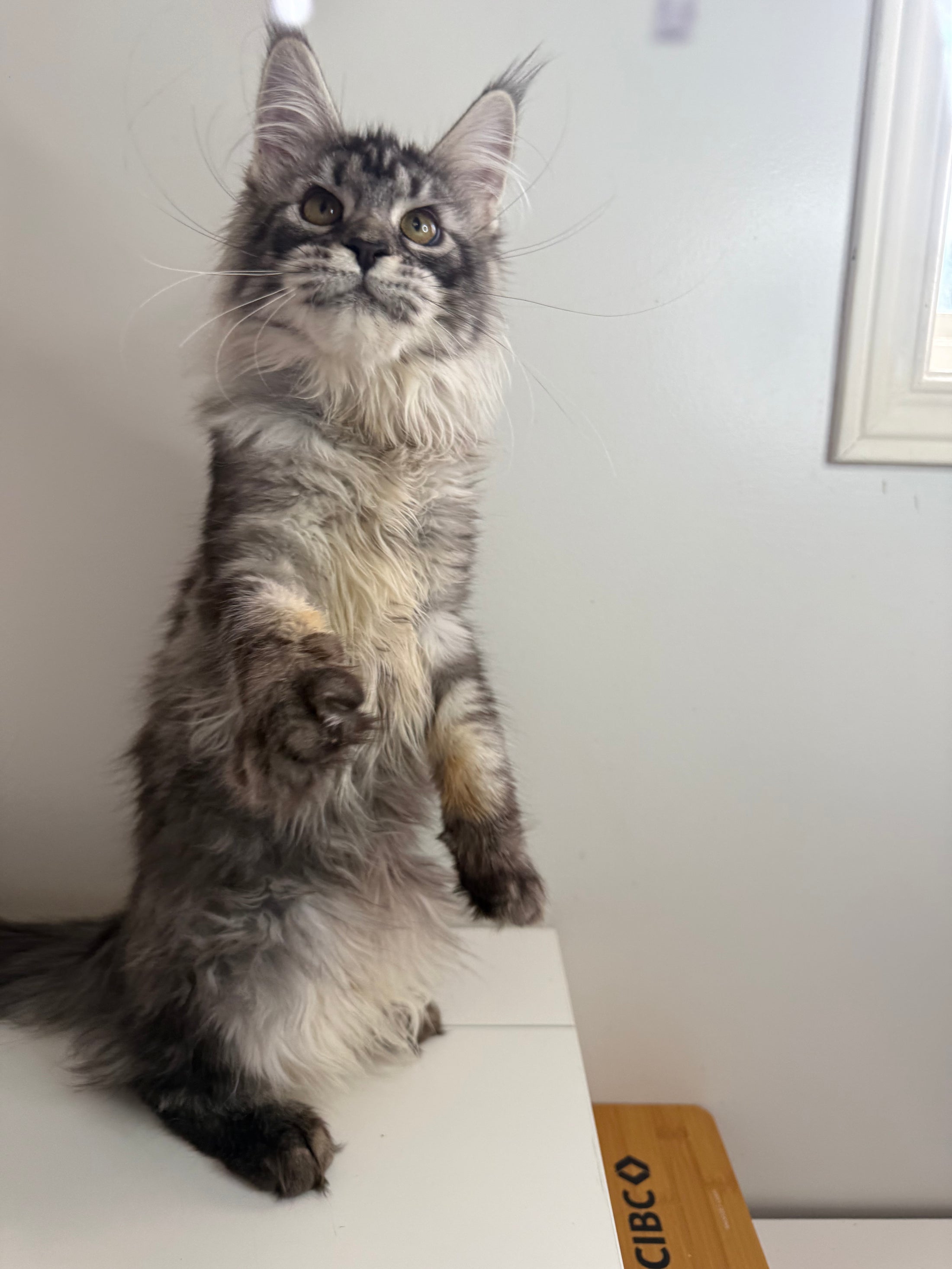 Black Silver Maine Coon female - located in Ottawa area